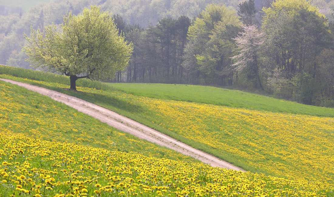 Landschaft mit blühender Wiese und Baum