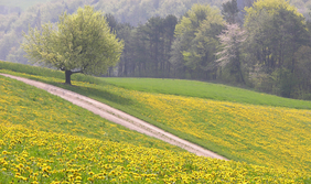 Blumenwiese und Bäume im Hintergrund